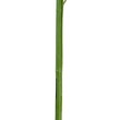 GloboStar® Artificial Garden BAMBOO BRANCH 20440 Τεχνητό Διακοσμητικό Κλαδί Μπαμπού Υ250cm