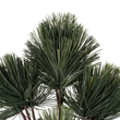 GloboStar® Artificial Garden PINUS MASSONIANA BRANCH 20219 Τεχνητό Διακοσμητικό Κλαδί Πεύκου Π50 x Υ70cm