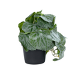 GloboStar® Artificial Garden STRAWBERRY 20950 Διακοσμητικό Φυτό Φραουλιά Υ16cm