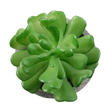 GloboStar® Artificial Garden SUCCULENT CRASSULA 21014 Διακοσμητικό Φυτό Παχύφυτο Κράσουλα Υ11.5cm