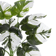 GloboStar® Artificial Garden ALBINO MONSTERA 20935 Διακοσμητικό Φυτό Λευκή Μονστέρα Υ55cm