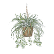 GloboStar® Artificial Garden CHLOROPHYTUM COMOSUM HANGING PLANT 20638 Τεχνητό Κρεμαστό Διακοσμητικό Χλωρόφυτο  Y50cm