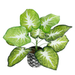 GloboStar® Artificial Garden CALADIUM 20890 Τεχνητό Διακοσμητικό Φυτό Τροπικό Φυτό  Φ40 x Υ33cm