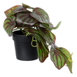 GloboStar® Artificial Garden BROWN PEPEROMIA PLANT 20952 Διακοσμητικό Φυτό Καφέ Πεπερόμια Φ23 x Υ16cm