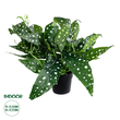 GloboStar® Artificial Garden BEGONIA POLKA DOT PLANT 20959 Διακοσμητικό Φυτό Βιγόνια Φ50 x Υ22cm