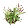 GloboStar® Artificial Garden SUCCULENT CRASSULA POTTED PLANT 21046 Διακοσμητικό Φυτό Κρασούλα  Φ12 x Υ20cm