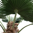 GloboStar® Artificial Garden PLANT PALM TREE 21055 Διακοσμητικό Δέντρο Φοίνικα  Φ240 x Υ400cm