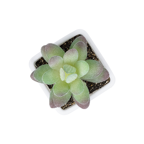 GloboStar® Artificial Garden  SUCCULENT SEDEVERIA POTTED PLANT 20975 Διακοσμητικό Φυτό Φοίνικα Σερενόα Φ7 x Υ8cm