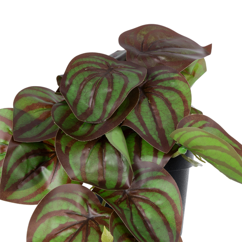 GloboStar® Artificial Garden BROWN PEPEROMIA PLANT 20952 Διακοσμητικό Φυτό Καφέ Πεπερόμια Φ23 x Υ16cm