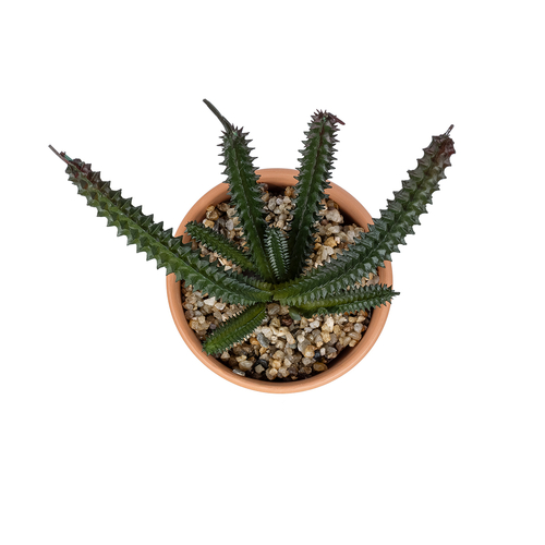 GloboStar® Artificial Garden SUCCULENT EUPHORBIA POTTED PLANT 21045 Διακοσμητικό Φυτό Ευφορβία Φ11 x Υ19cm